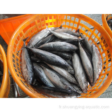 Exporter des poissons surgelés entiers ronds bonito thon skipjack